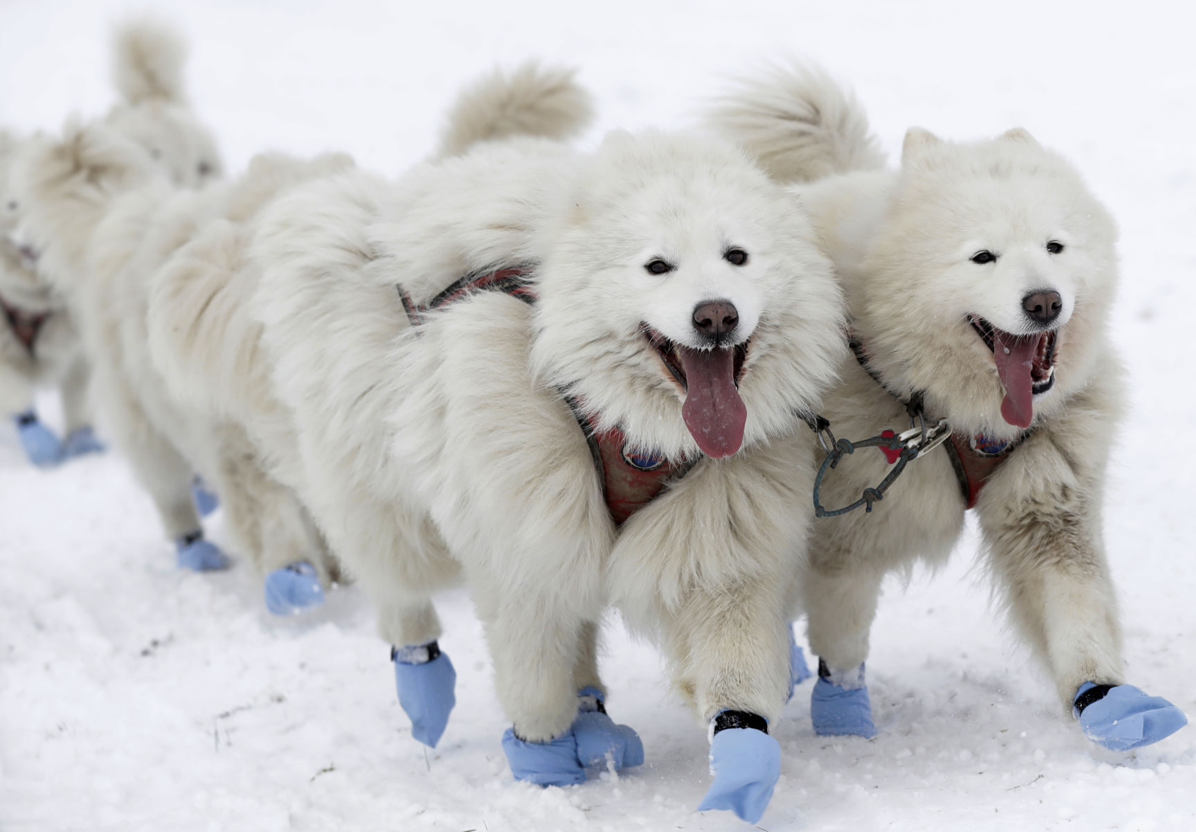 APTOPIX Czech Republic Dog Sled Race